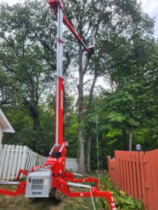 Tree Removal Services - Heartwoods Landscaping