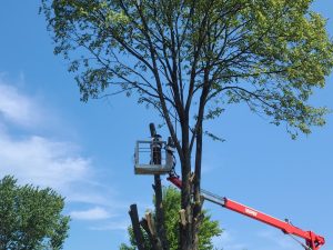 Tree Removal Services - Heartwoods Landscaping